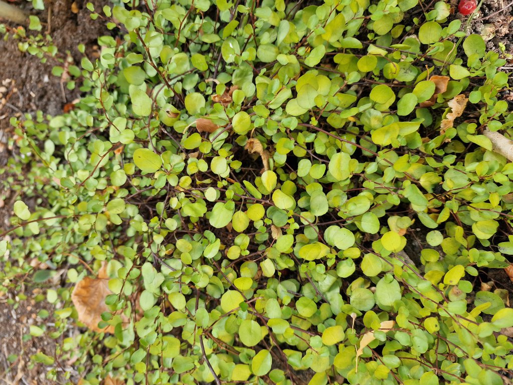 Mühlenbeckie (Muehlenbeckia complexa) in Berndorf