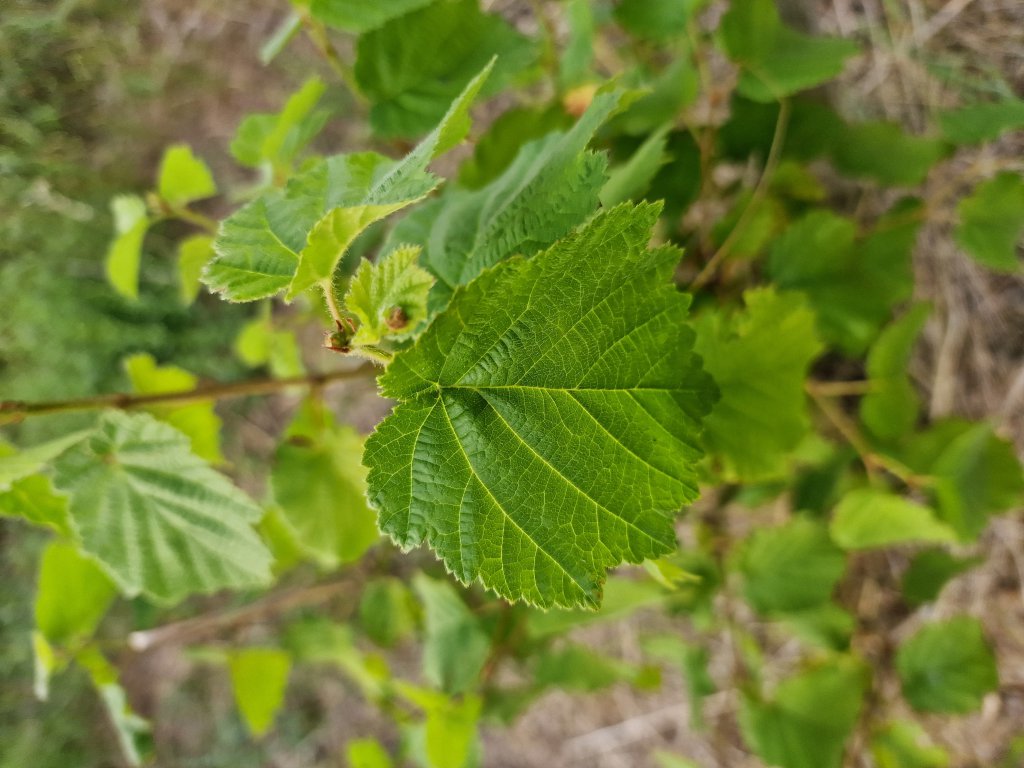 Baum-Hasel (Corylus colurna) in Seubersdorf