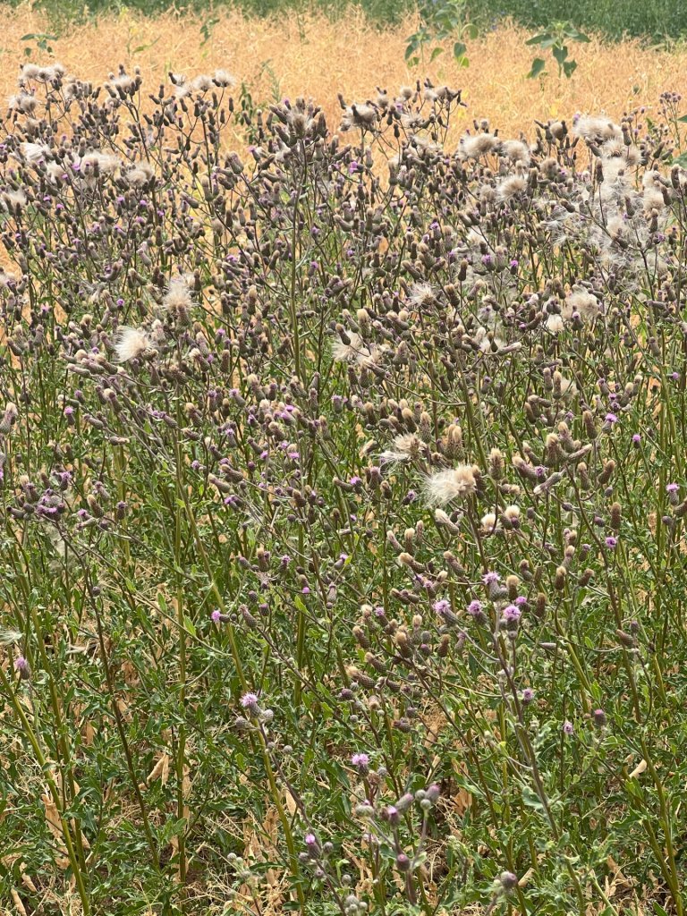 Acker-Kratzdistel (Cirsium arvense) in Döllnitz