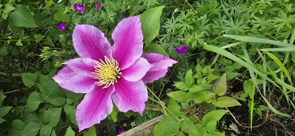Waldrebe 'Dr. Ruppel' (Clematis 'Dr. Ruppel') nahe Lopp