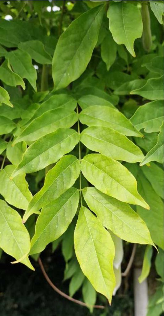 Chinesische Wisteria