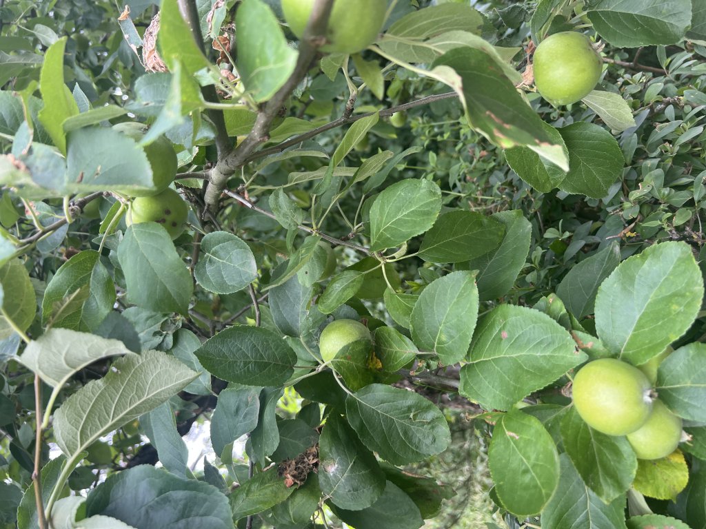 Apfel (Malus domestica) Raum Kasendorf, Oberfranken