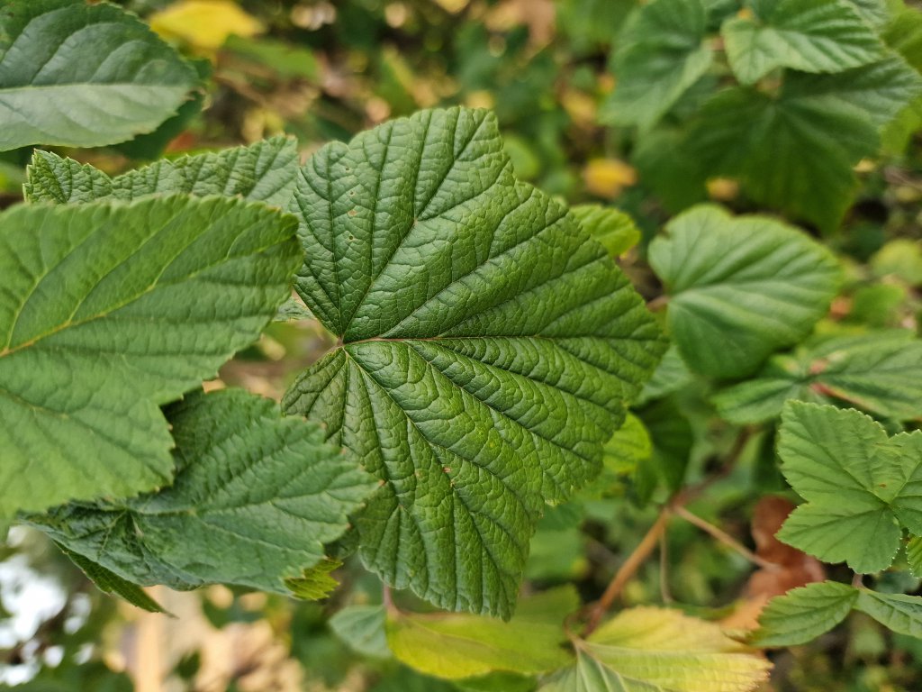 Schwarze Johannisbeere (Ribes nigrum) in Seubersdorf