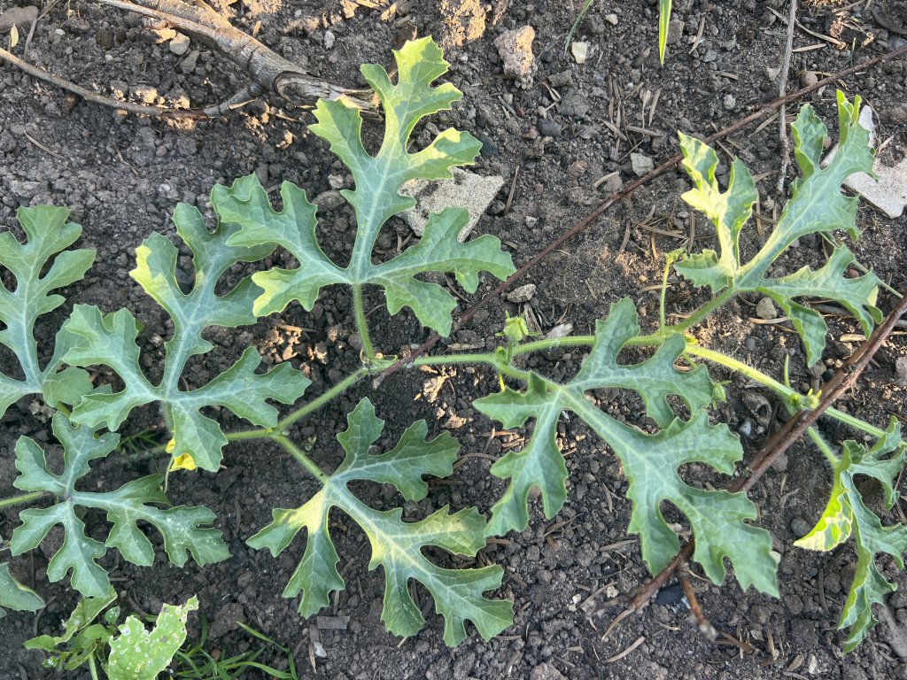 Wassermelone (Citrullus lanatus) Raum Kasendorf, Oberfranken