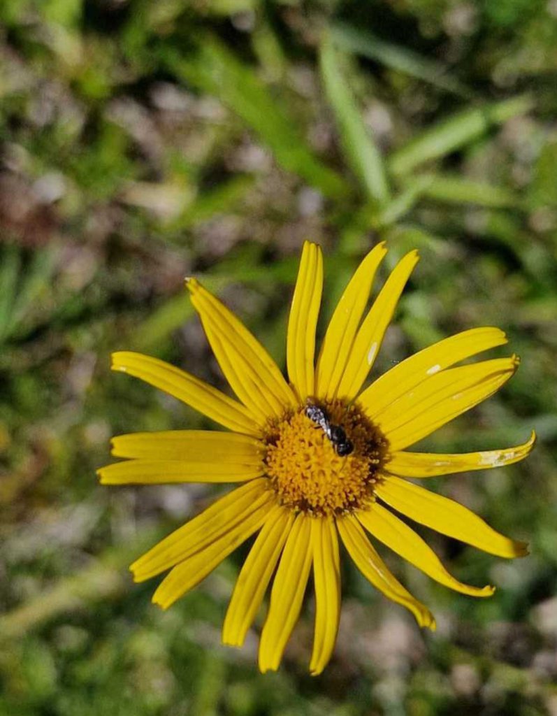 Weidenblättriges Ochsenauge