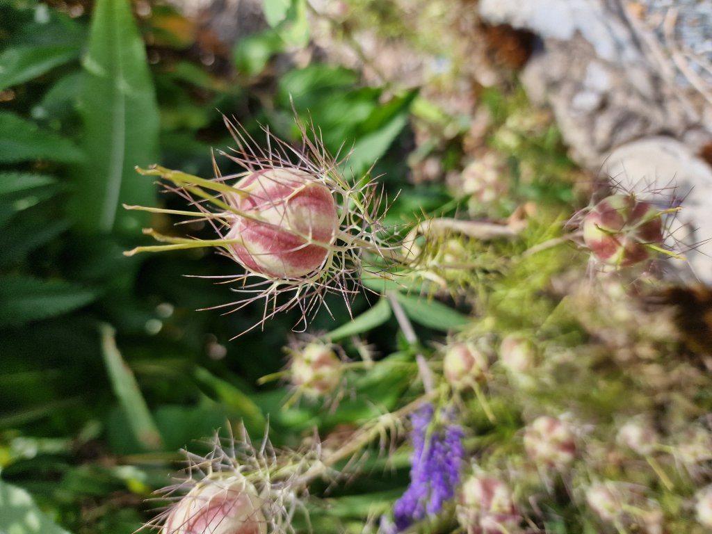 Damaszener Schwarzkümmel (Nigella damascena) in Seubersdorf