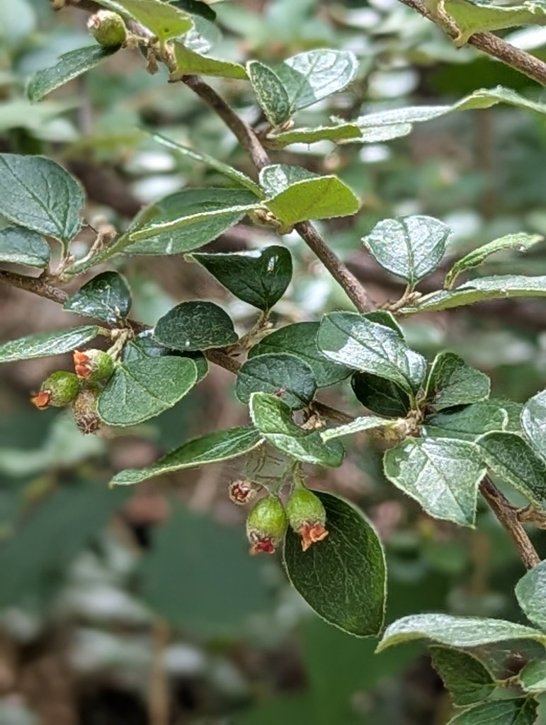 Fächer-Zwergmispel (Cotoneaster horizontalis) in Weidach Callenberger Forst