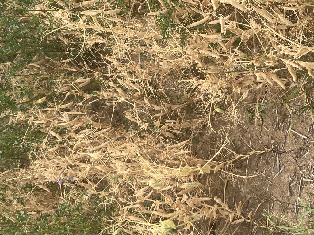 Erbse (Pisum sativum) in Döllnitz