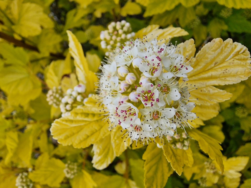 Schneeballblättrige Blasenspiere (Physocarpus opulifolius) nahe Seubersdorf