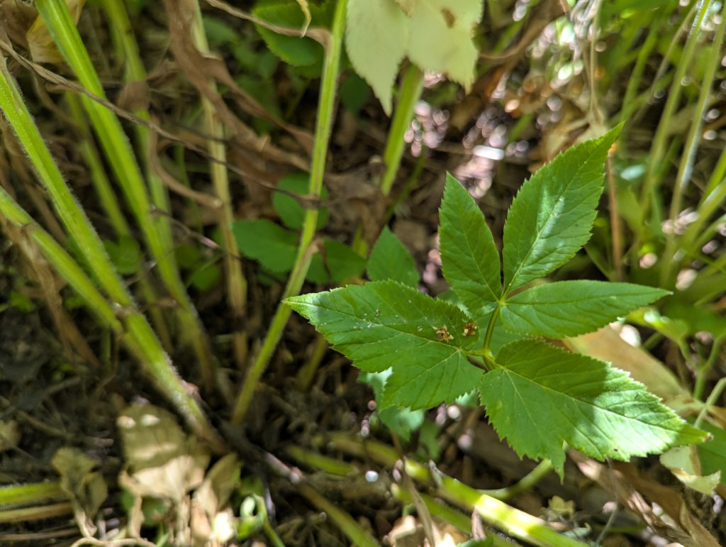 Gewöhnlicher Giersch (Aegopodium podagraria) in Weidach