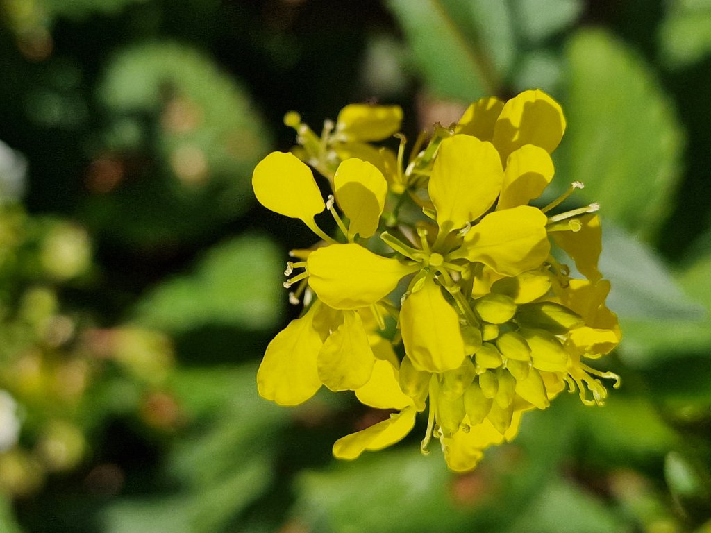 Acker-Senf (Sinapis arvensis) nahe Seubersdorf