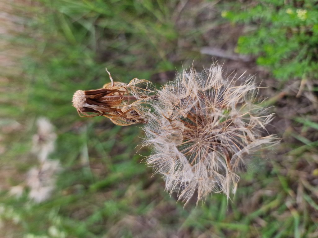 Wiesen-Bocksbart (Tragopogon pratensis) in Seubersdorf