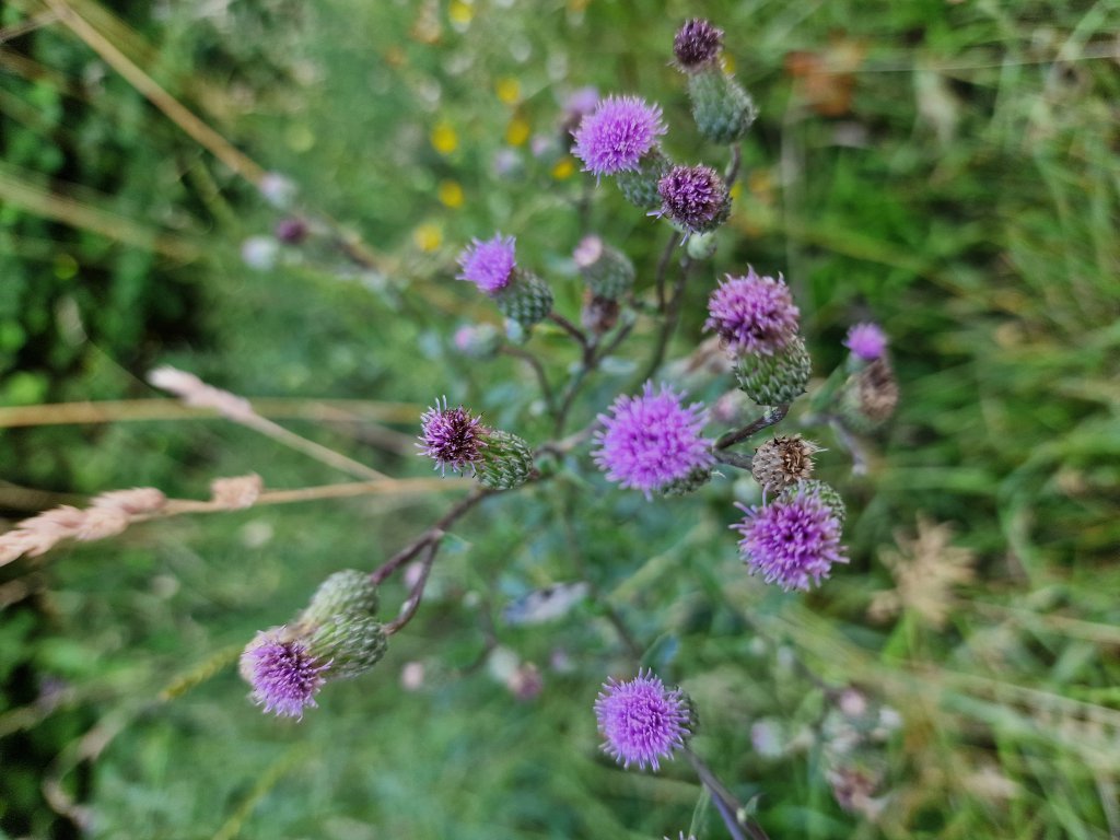 Acker-Kratzdistel (Cirsium arvense) in Seubersdorf