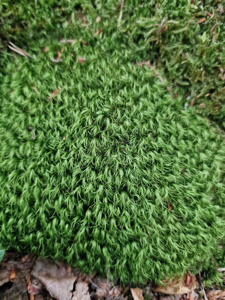 Gewöhnliches Gabelzahnmoos (Dicranum scoparium) Raum Kasendorf, Oberfranken