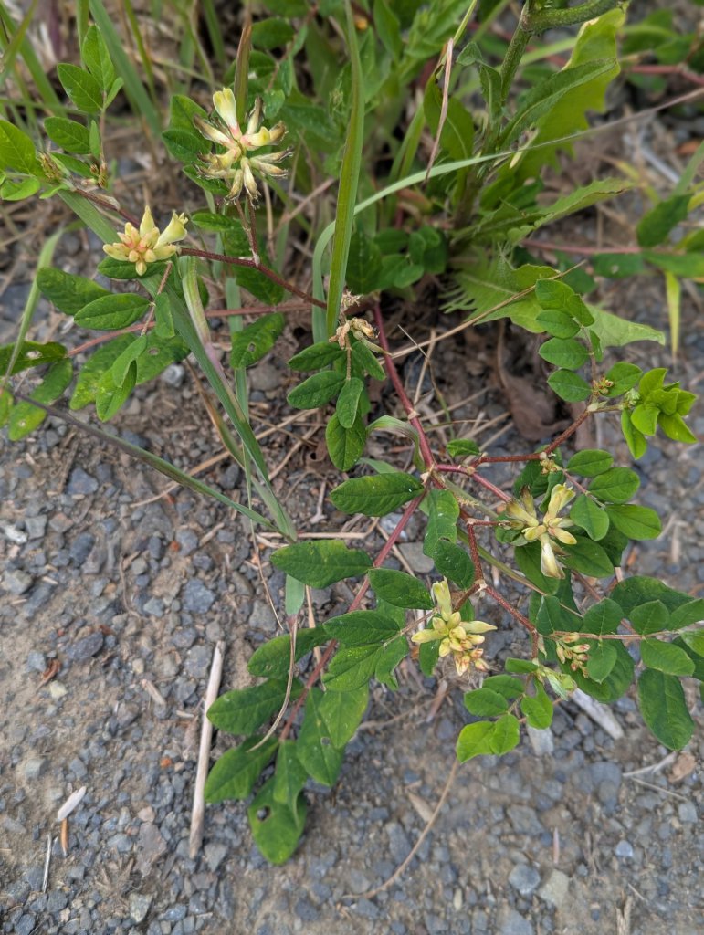 Süßer Tragant (Astragalus glycyphyllos) in Weidach Callenberger Forst