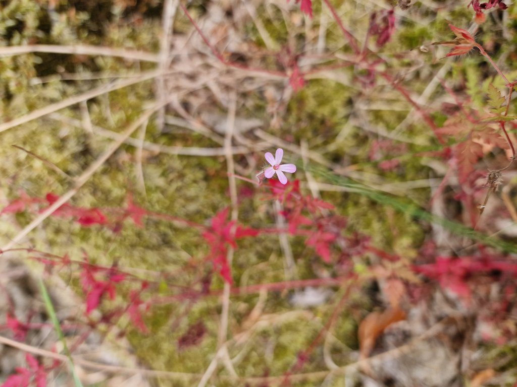 Stinkender Storchschnabel