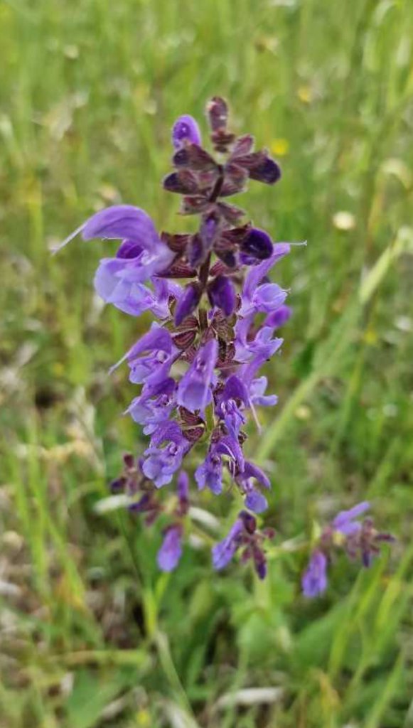 Wiesen-Salbei (Salvia pratensis) Raum Kasendorf, Oberfranken