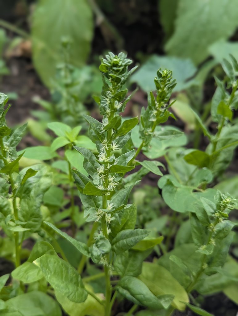 Spinat (Spinacia oleracea) in Weidach