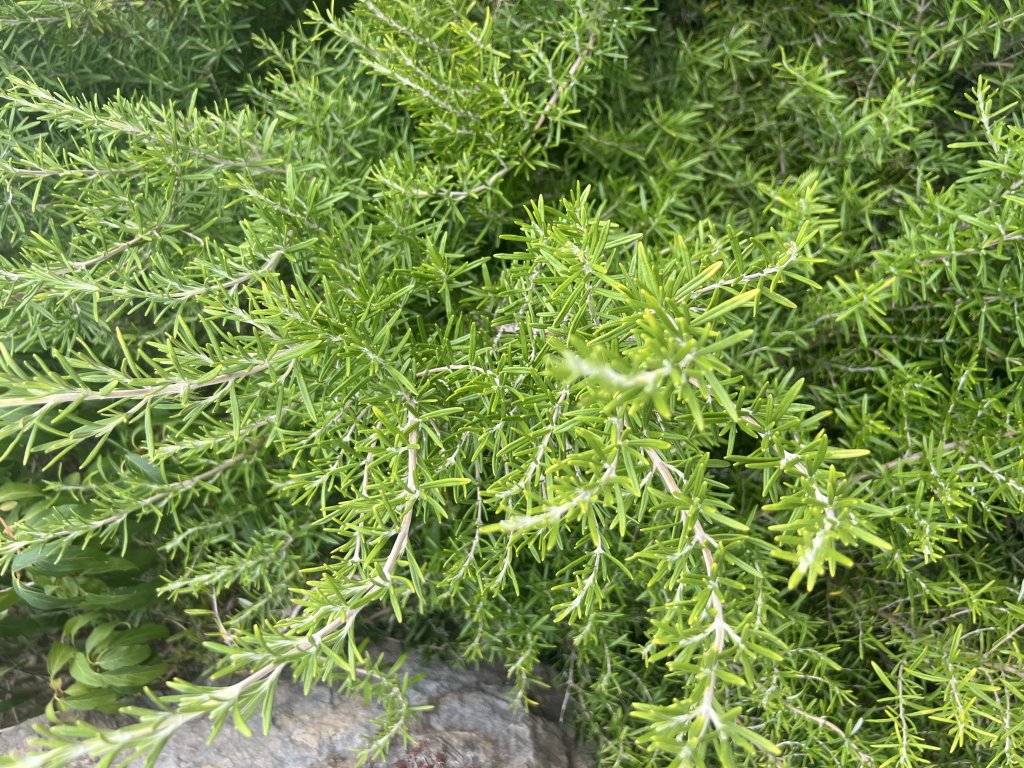 Rosmarin (Salvia rosmarinus, früher Rosmarinus officinalis) Raum Kasendorf, Oberfranken
