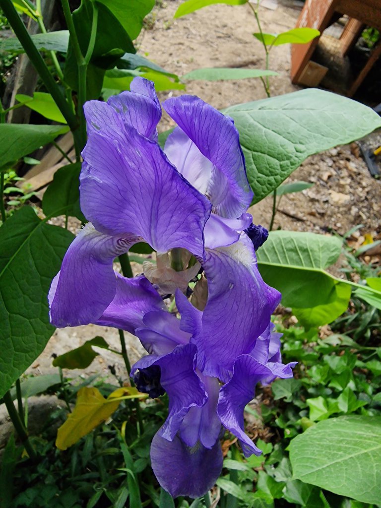 Deutsche Schwertlilie (Iris germanica) Raum Kasendorf, Oberfranken