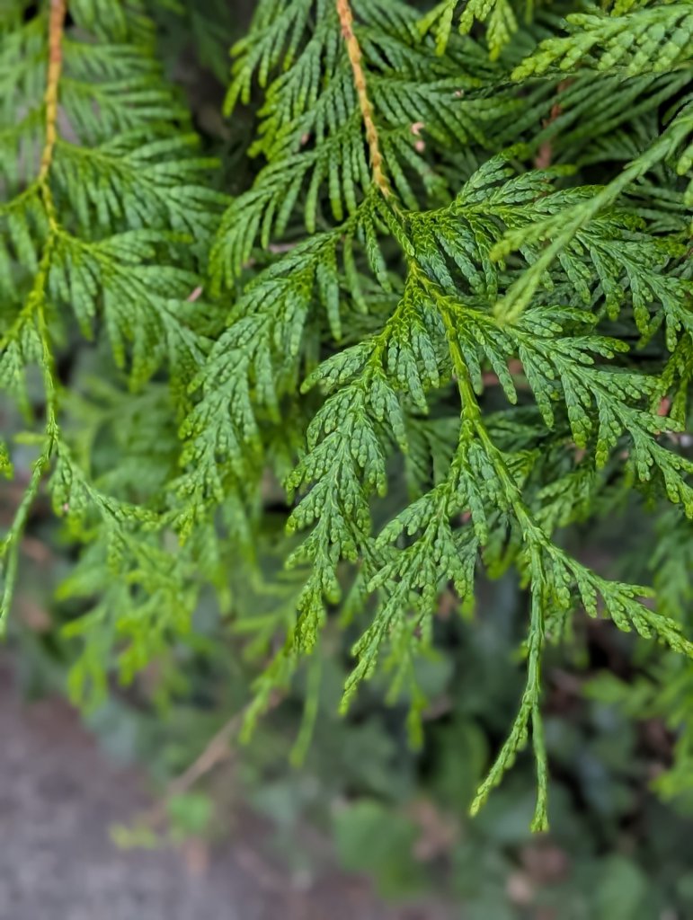 Riesen-Lebensbaum (Thuja plicata) in Weidach