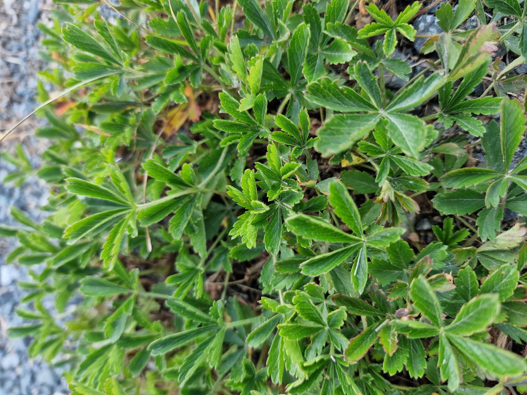Kriechendes Fingerkraut (Potentilla reptans) in Seubersdorf