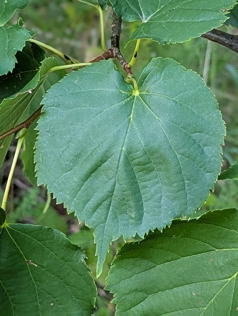 Winter-Linde (Tilia cordata) in Weidach