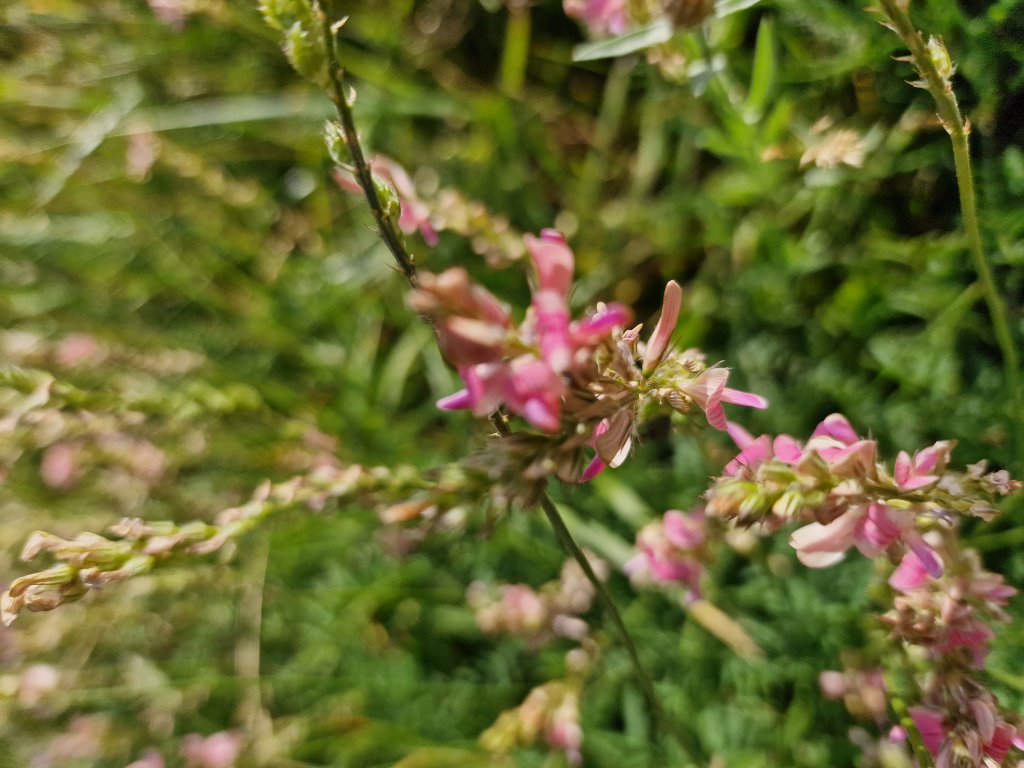 Saat-Esparsette (Onobrychis viciifolia agg.) in Seubersdorf