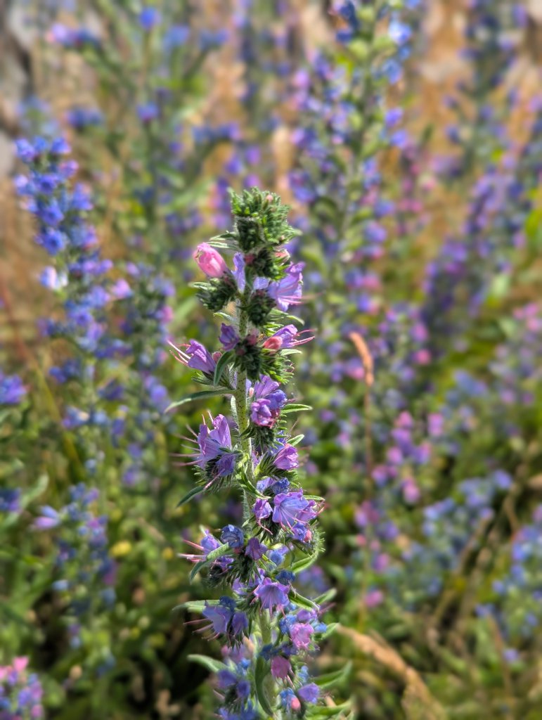 Gewöhnlicher Natternkopf (Echium vulgare) in Weidach