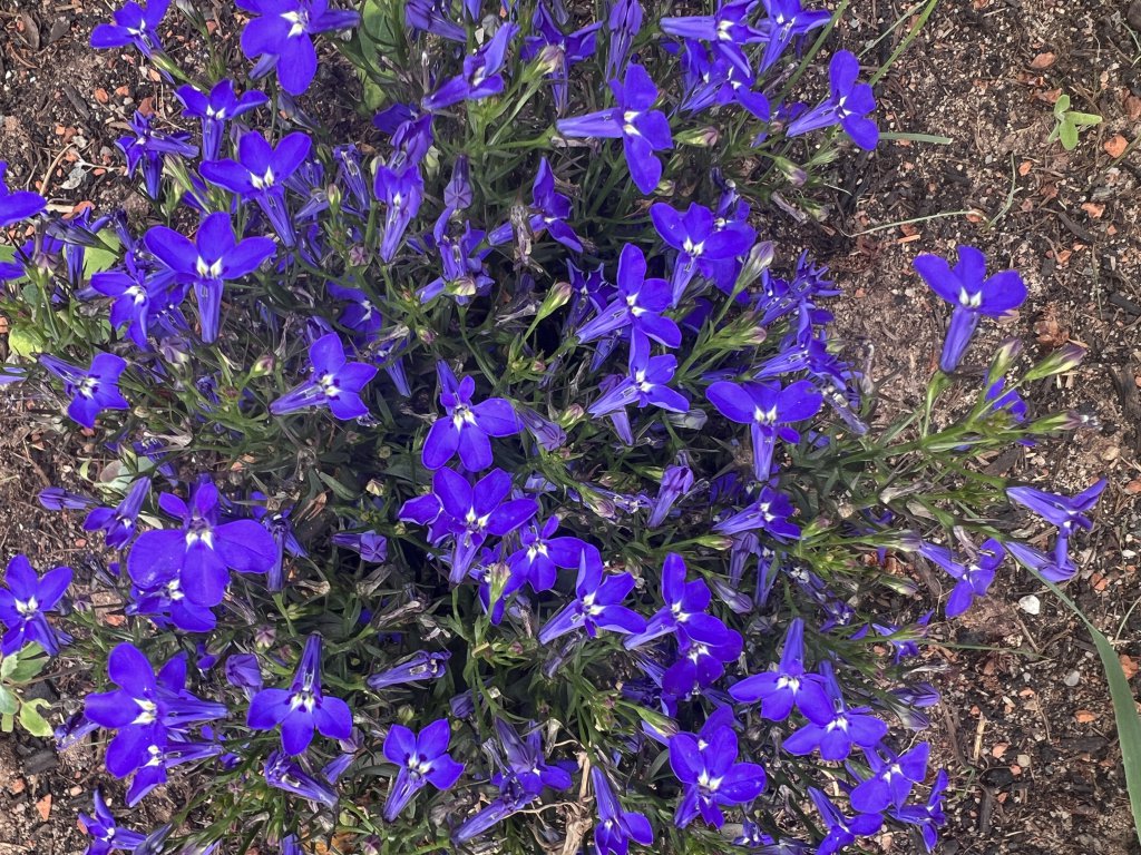 Blaue Lobelie (Lobelia erinus) in Döllnitz