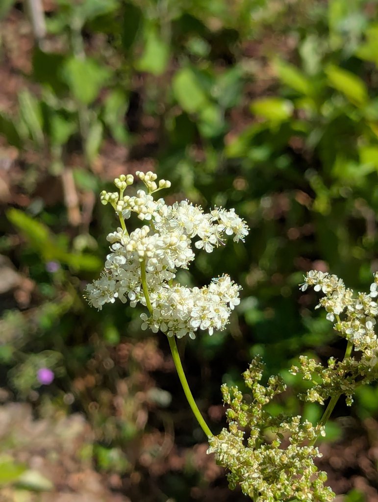 Echtes Mädesüß (Filipendula ulmaria) in Weidach