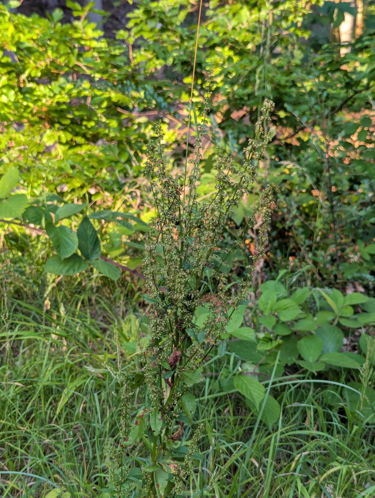 Krauser Ampfer (Rumex crispus) in Weidach Callenberger Forst