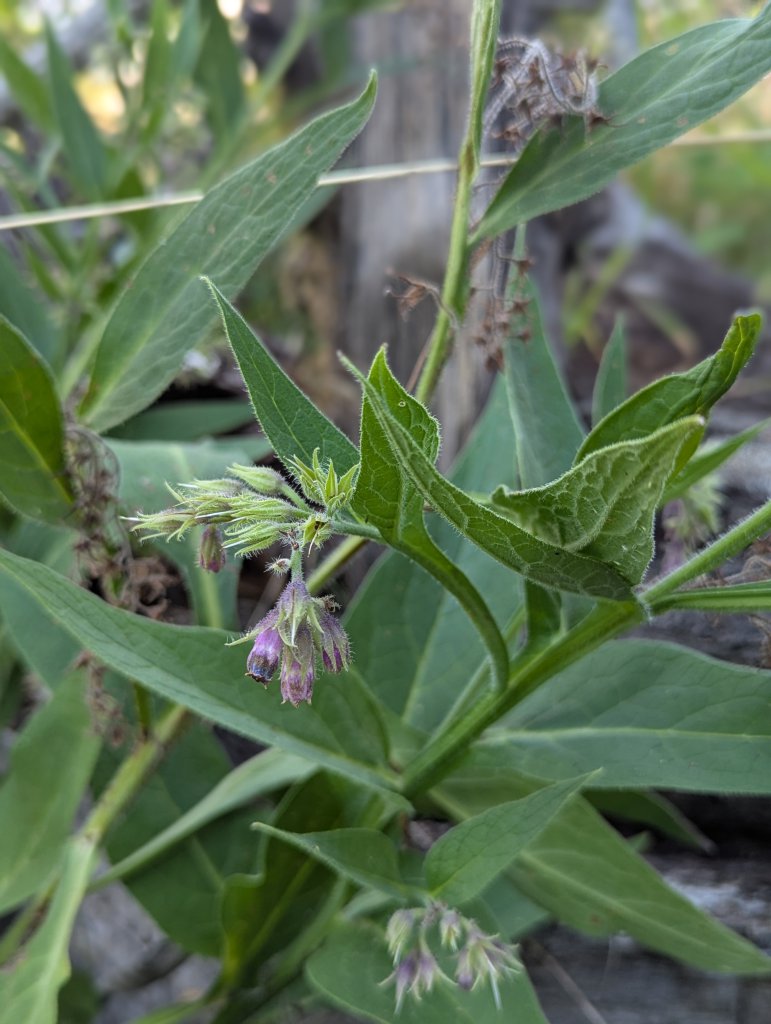 Gewöhnlicher Beinwell (Symphytum officinale) in Weidach