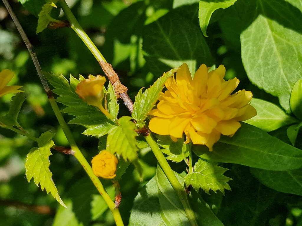 Japanisches Goldröschen (Kerria japonica) nahe Seubersdorf