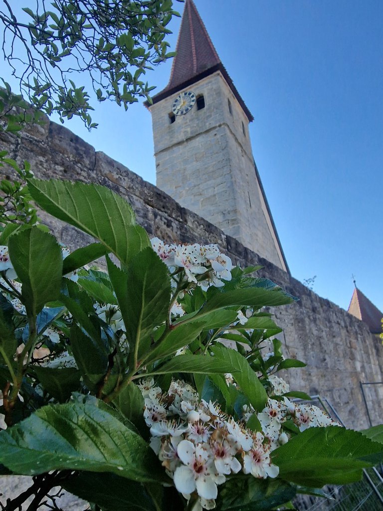 Mexikanischer Weißdorn
