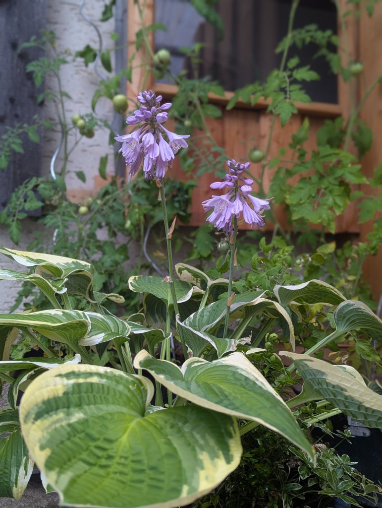 Lilien-Funkie (Hosta plantaginea) in Weidach