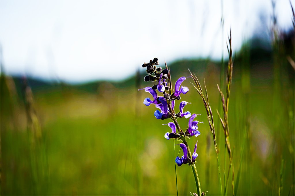 Wiesen-Salbei (Salvia pratensis) nahe Lopp