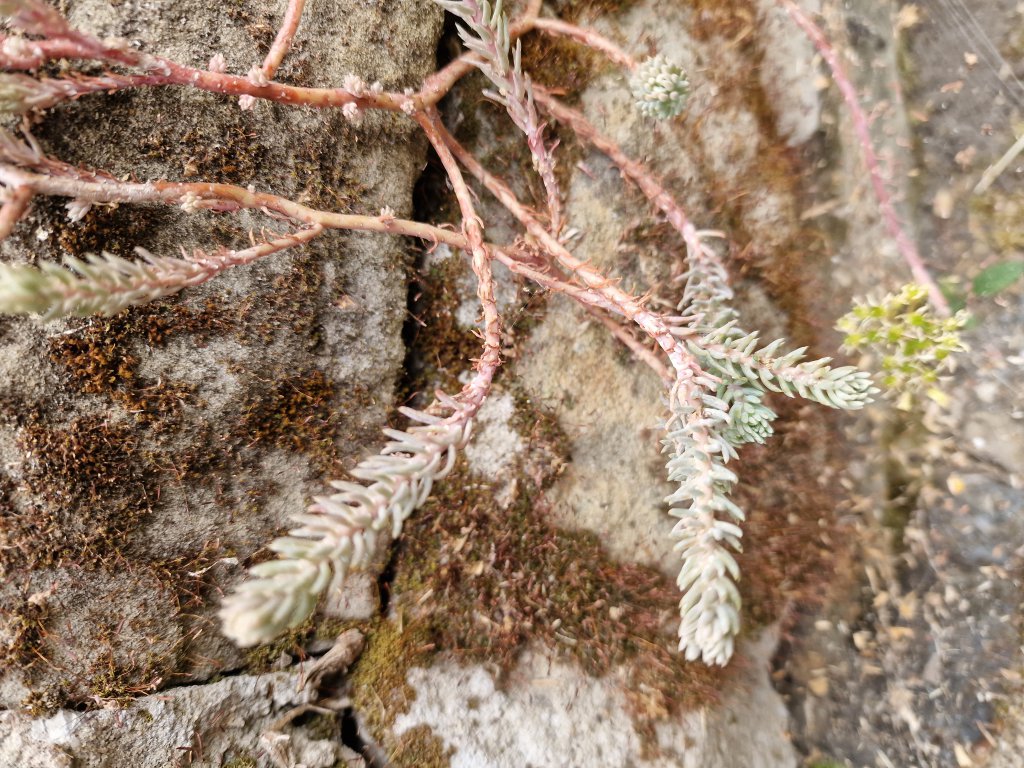 Felsen-Fetthenne (Sedum reflexum) in Seubersdorf