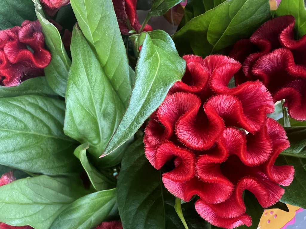 Silber-Brandschopf (Celosia argentea) Raum Kasendorf, Oberfranken
