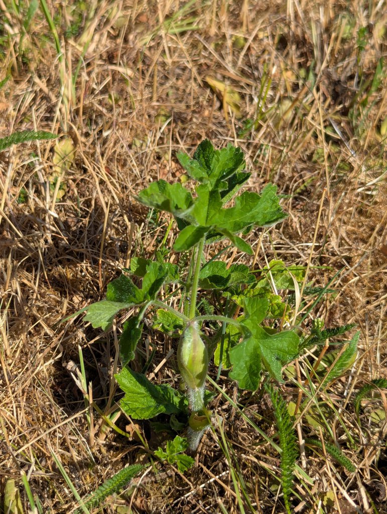 Gemeiner Bärenklau (Heracleum sphondylium) in Weidach