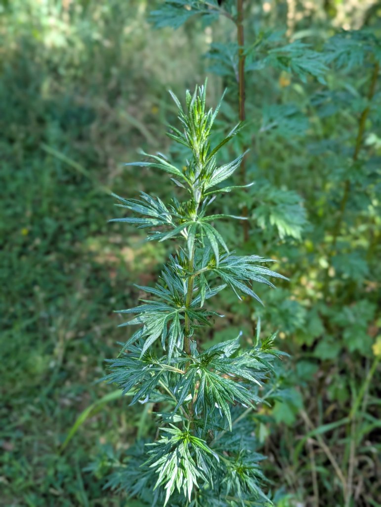 Gewöhnlicher Beifuß (Artemisia vulgaris) in Weidach