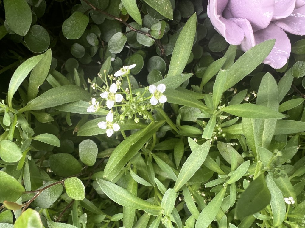 Strand-Silberkraut (Lunaria rediviva) in Döllnitz