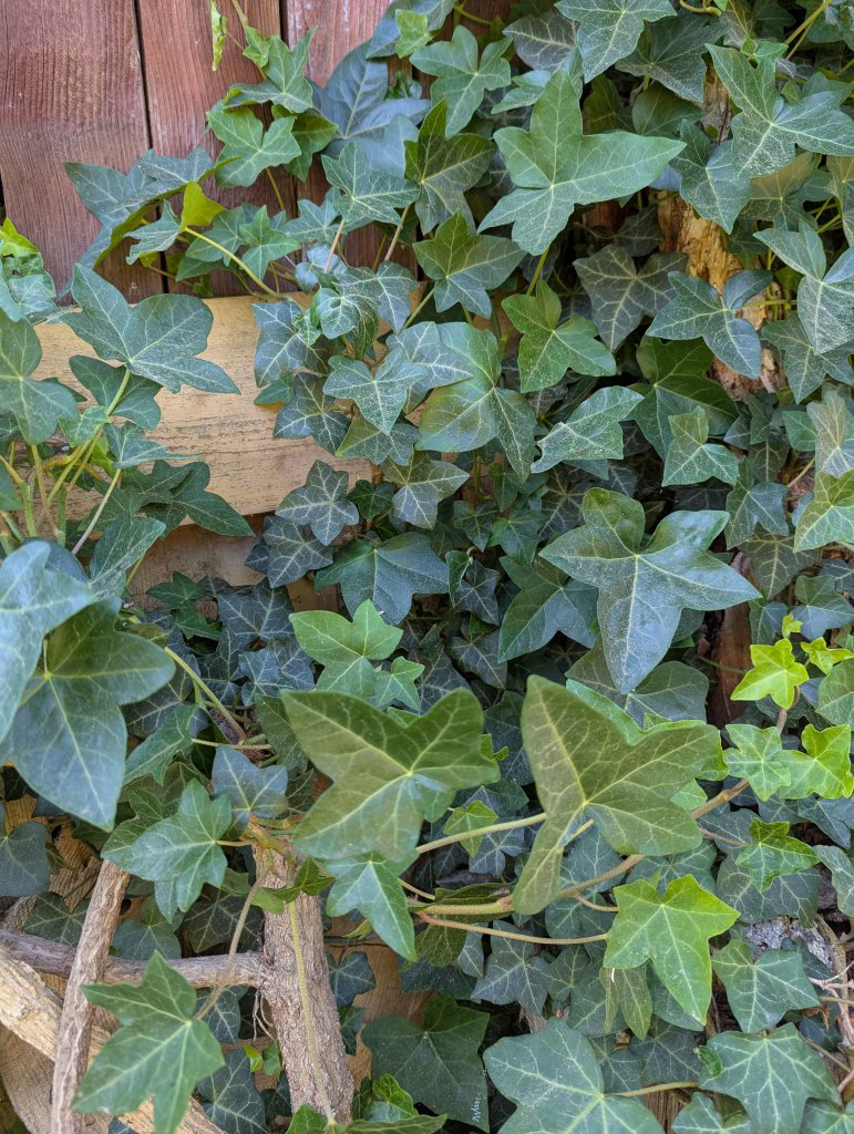 Efeu (Hedera helix) in Weidach