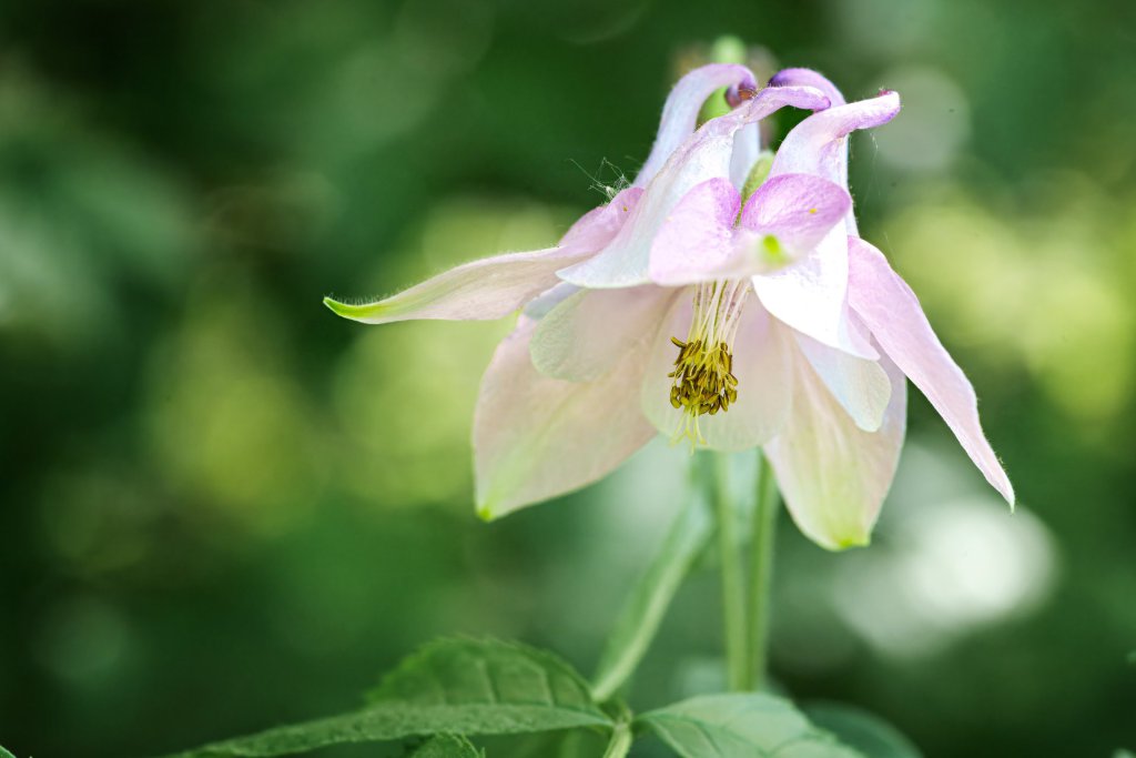 Gemeine Akelei (Aquilegia vulgaris) in Lopp