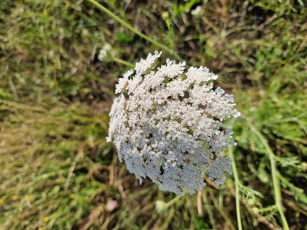 Möhre (Daucus carota) in Seubersdorf