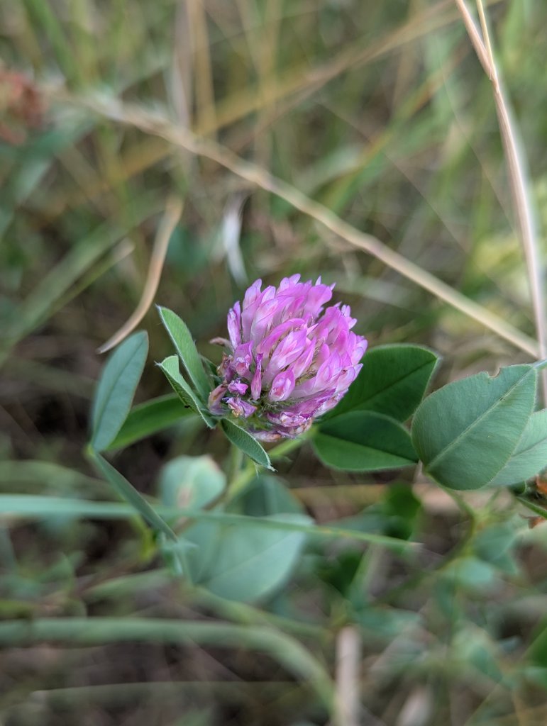 Rot-Klee (Trifolium pratense) in Weidach