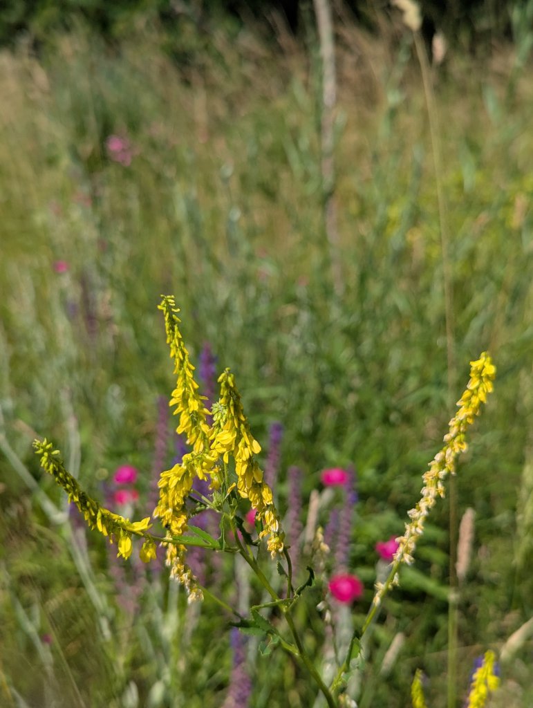 Echter Steinklee (Melilotus officinalis) in Weidach