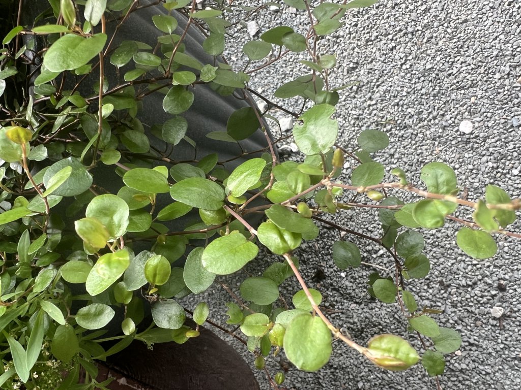 Weißfrüchtiger Drahtstrauch (Muehlenbeckia complexa 'Album') in Döllnitz