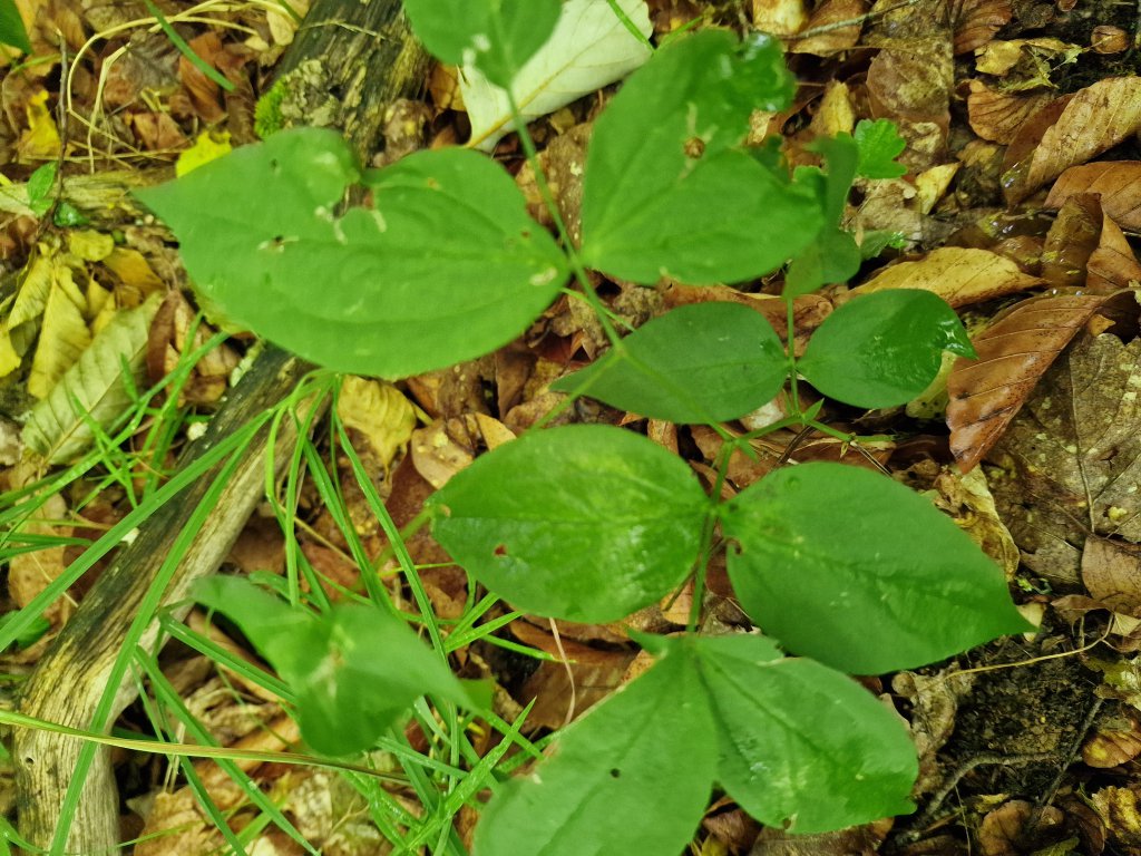 Frühlings-Platterbse