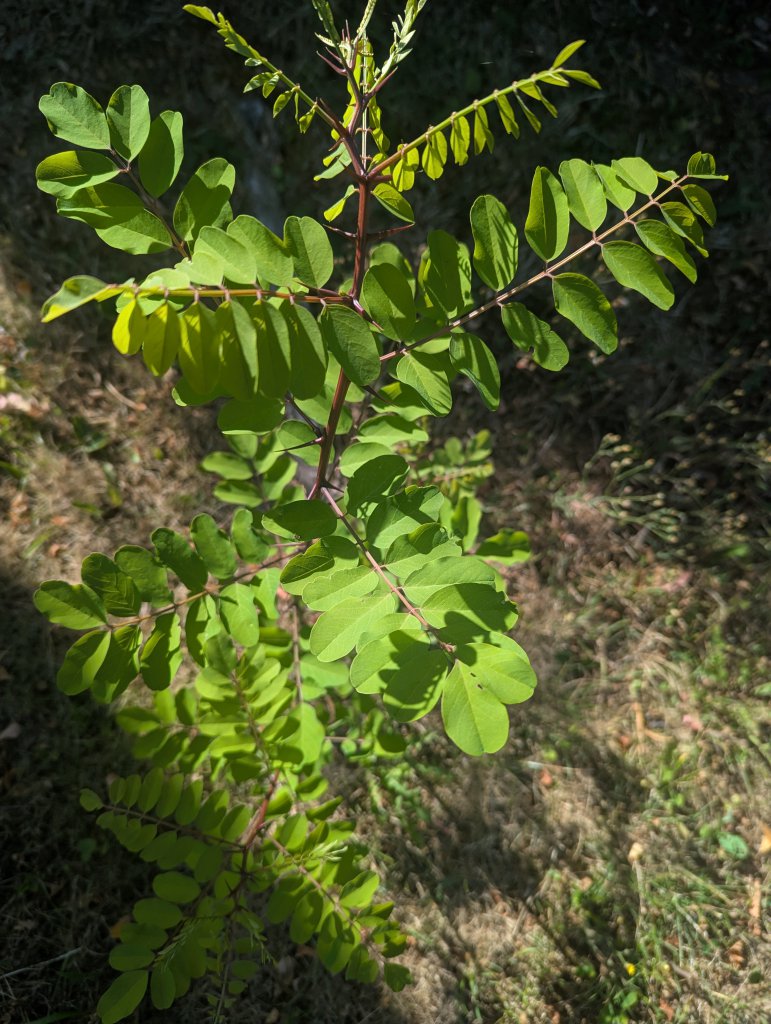Gewöhnliche Robinie (Robinia pseudoacacia) in Coburg Lauterer Höhe